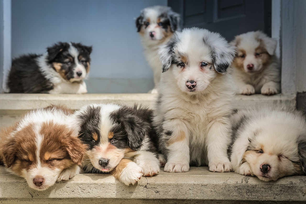 子犬たち